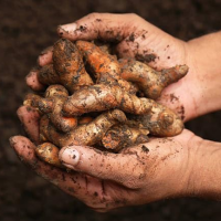 immunity-booster-fresh-raw-turmeric-the-golden-goddess